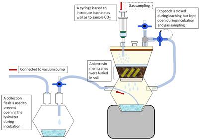 Soil Organic Matter Mineralization as Driven by Nutrient Stoichiometry in Soils Under Differently Managed Forest Stands